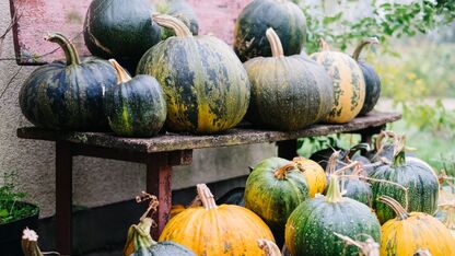 Deze groenten en fruit hebben in oktober seizoen