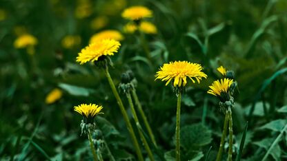 Is paardenbloem eten gezond of juist giftig?